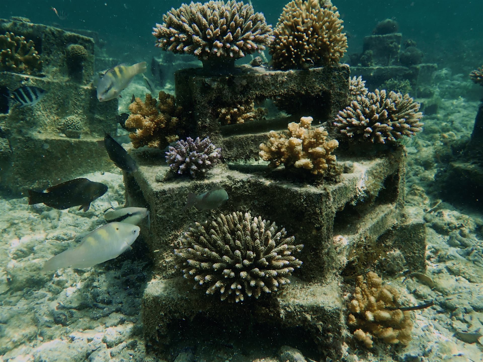 Coral reef with fish at Kuruwitu
