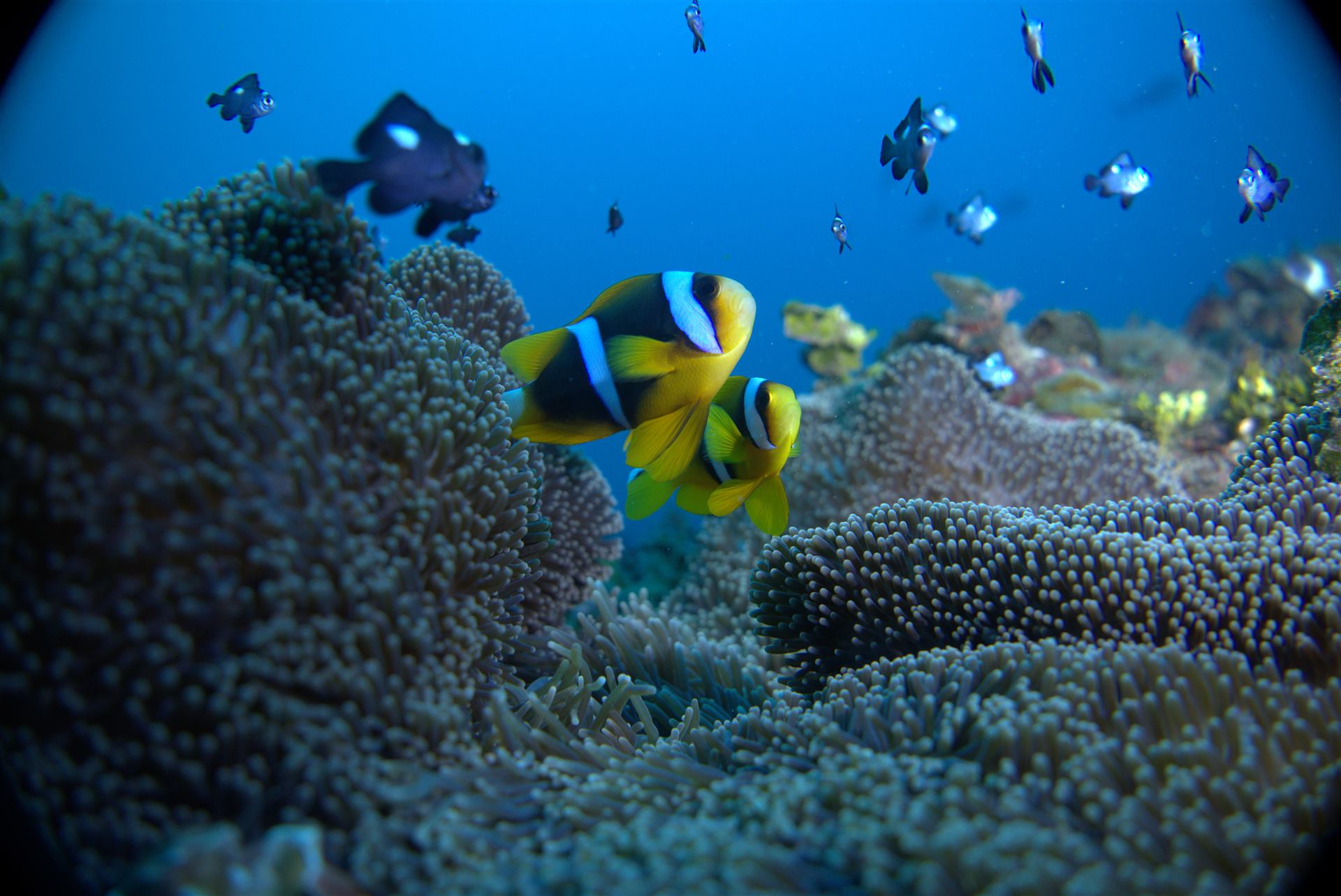 Ocean conservation in Kenya